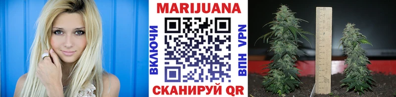 где найти наркотики  Сураж  Шишки марихуана сатива 